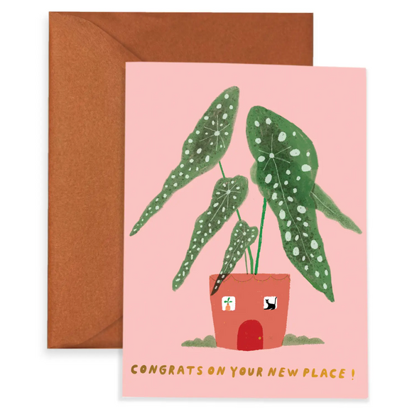 Congrats New Place Begonia